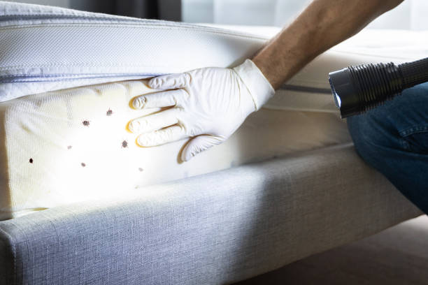 Best Pest Control Near Me  in Minden, NV
