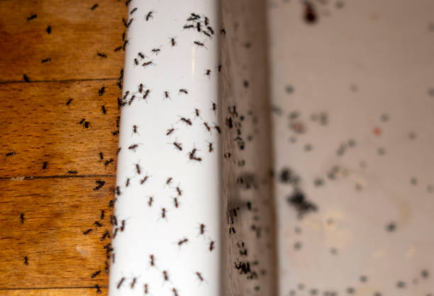 Best Insect Control  in Minden, NV