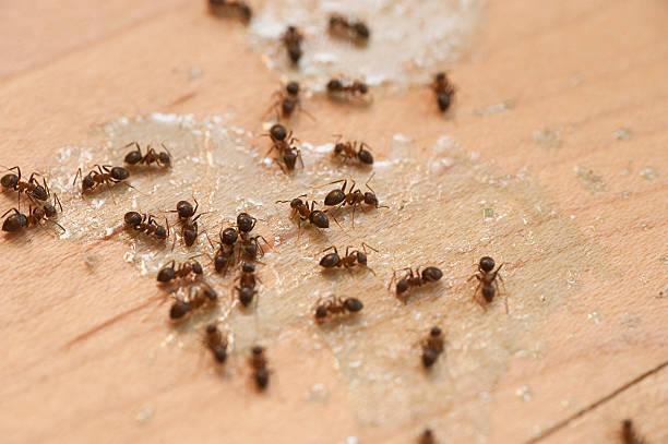 Best Cockroach Control Services  in Minden, NV