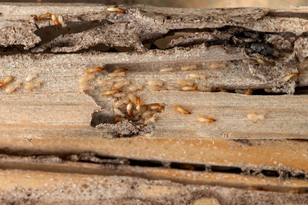 Best Pest Inspection Near Me  in Minden, NV