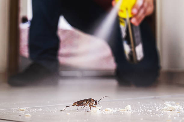 Best Spider Control Near Me  in Minden, NV